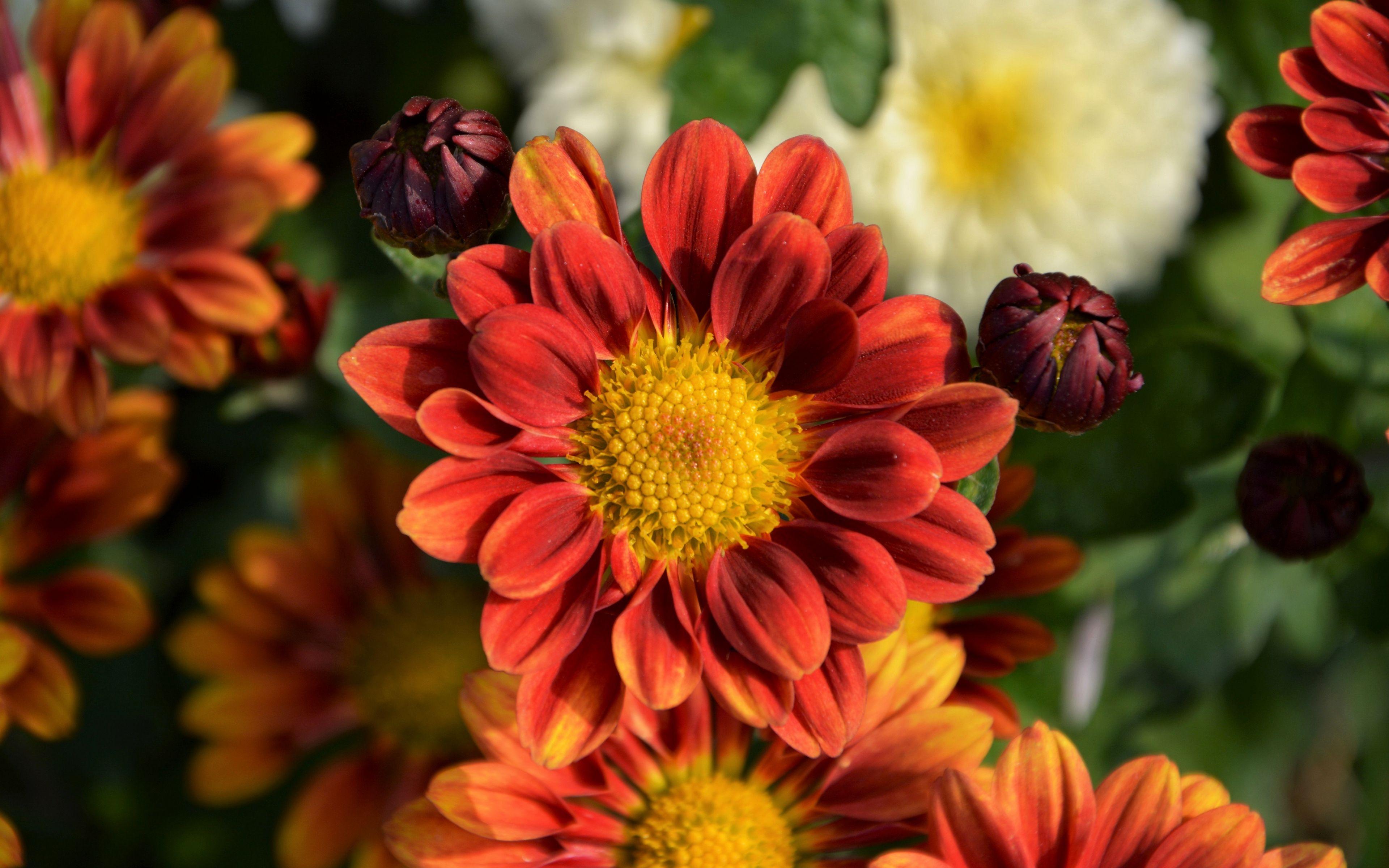 3840x2400 Chrysanthemum flower Wallpaper 4k Ultra HD