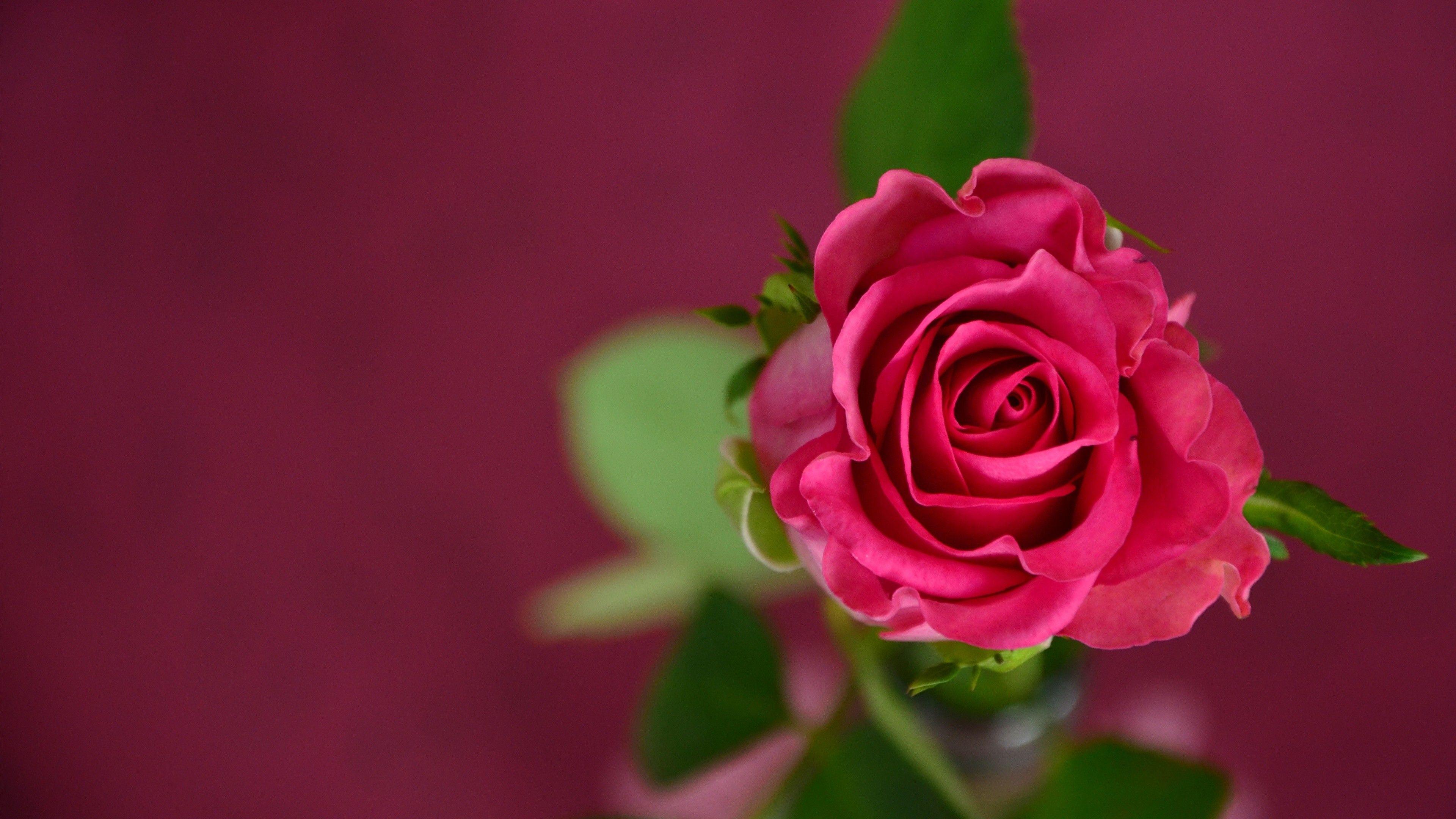 3840x2160 Wallpaper rose, 4k, HD wallpaper, pink, spring, flower, Nature