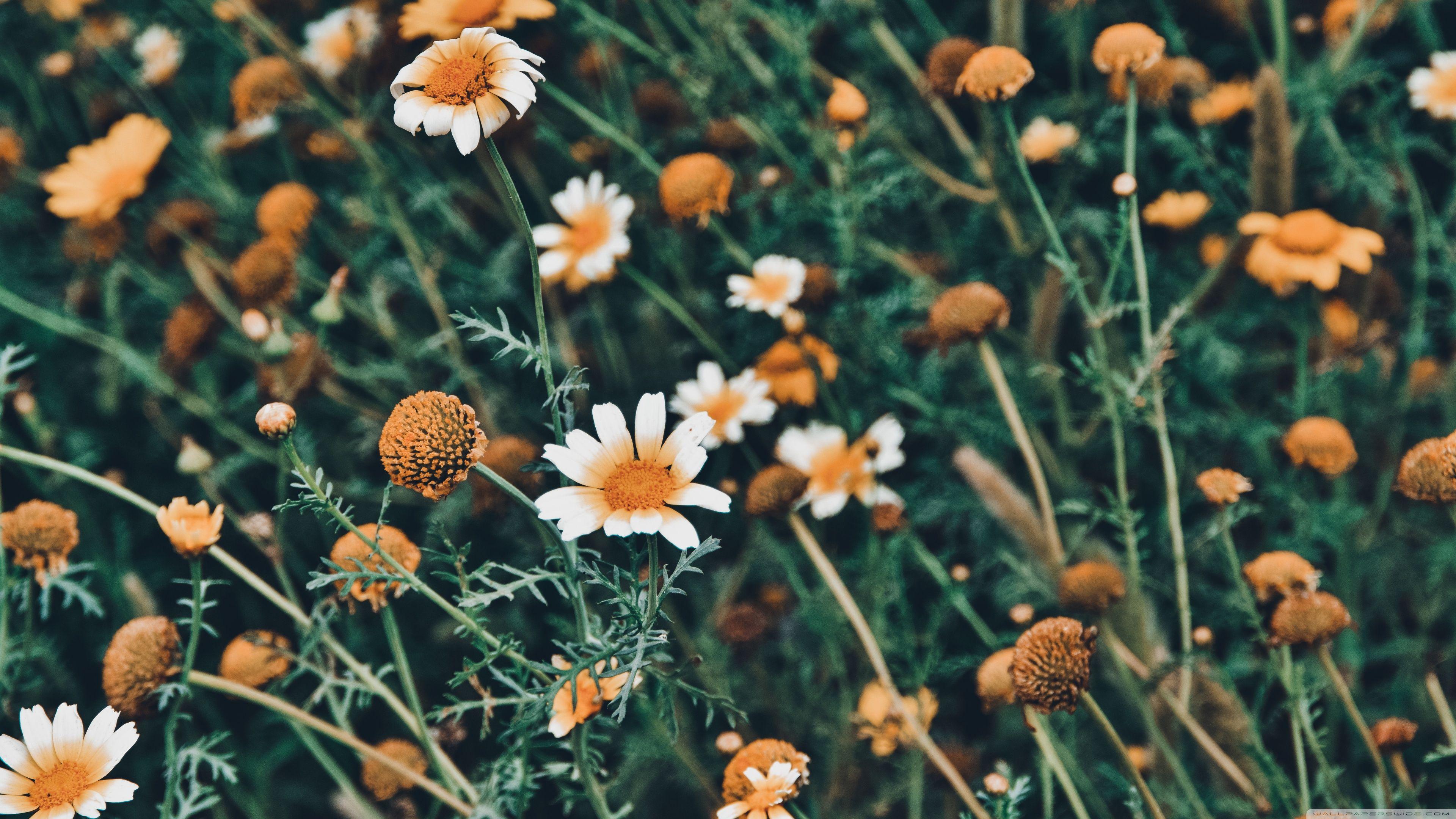 3840x2160 Floral Ultra HD Desktop Background Wallpaper for 4K UHD TV