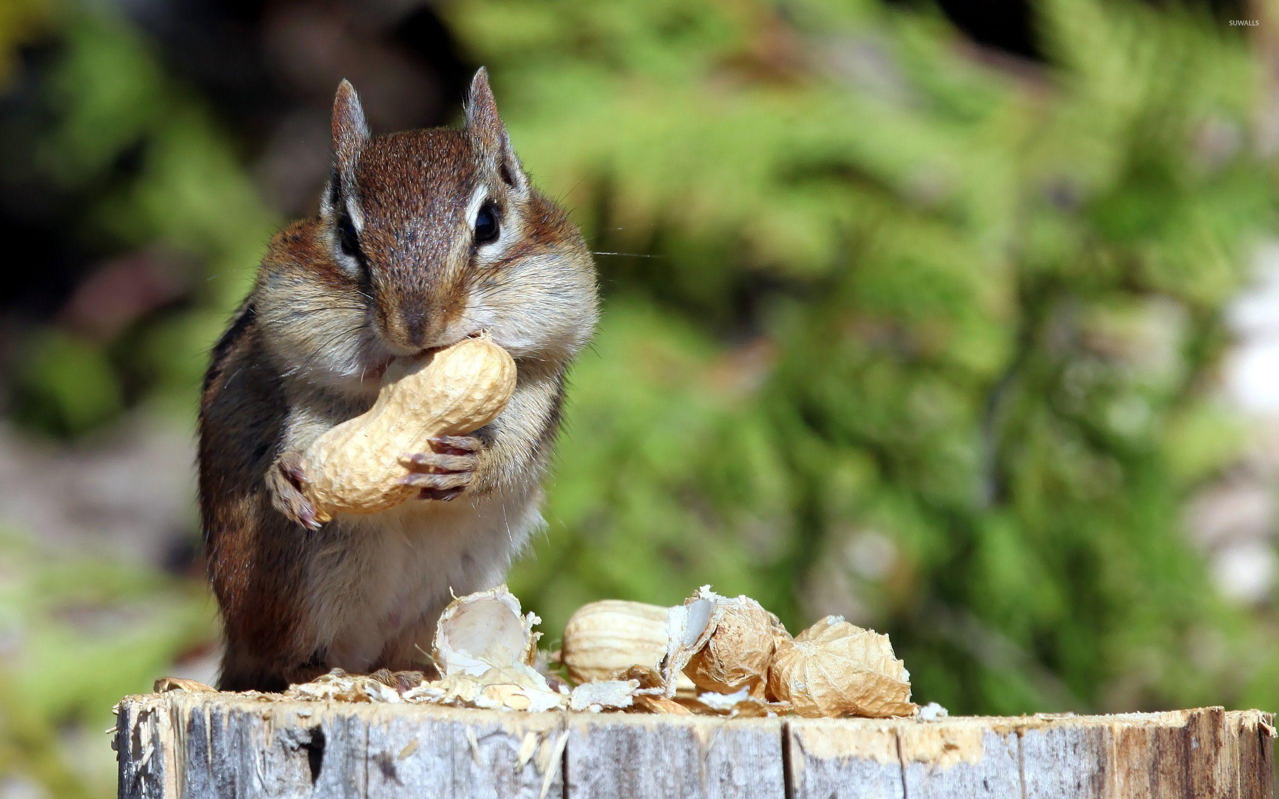 2560x1600 Chipmunk eating nuts wallpaper wallpaper