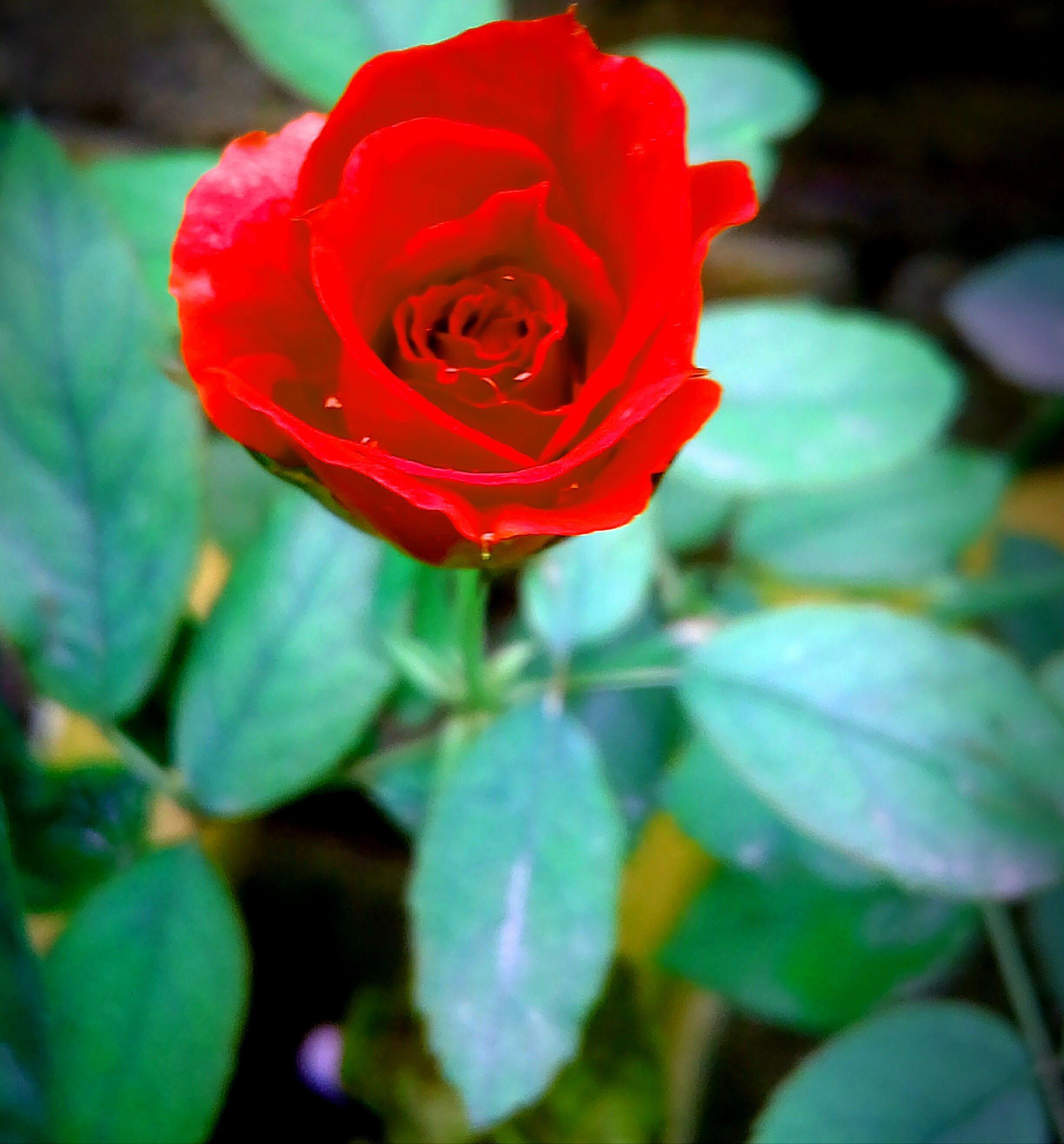 2448x2633 Flower 4k Wallpaper & Background Download