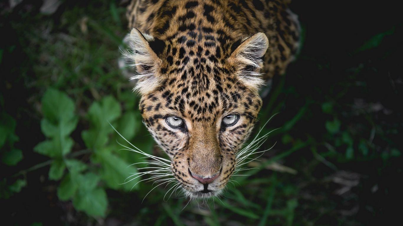 1366x768 Download wallpaper 1366x768 leopard, big cat, predator, muzzle