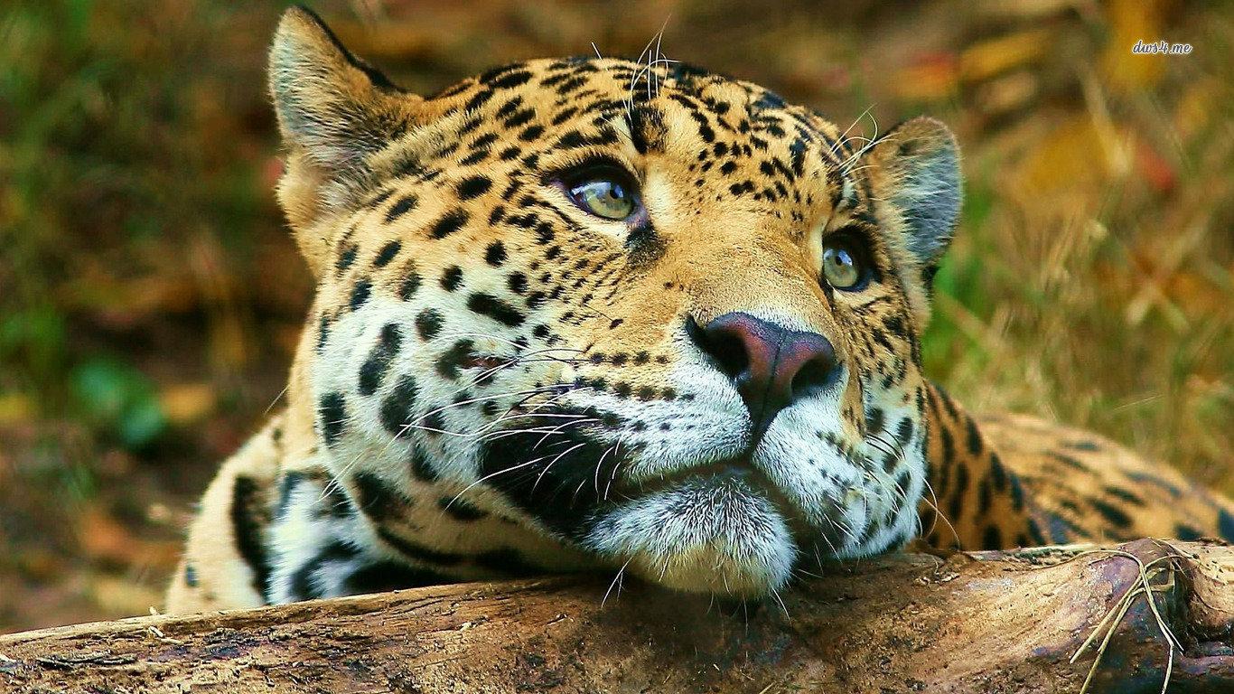 1366x768 Leopard wallpaper 1366x768 (laptop) desktop background