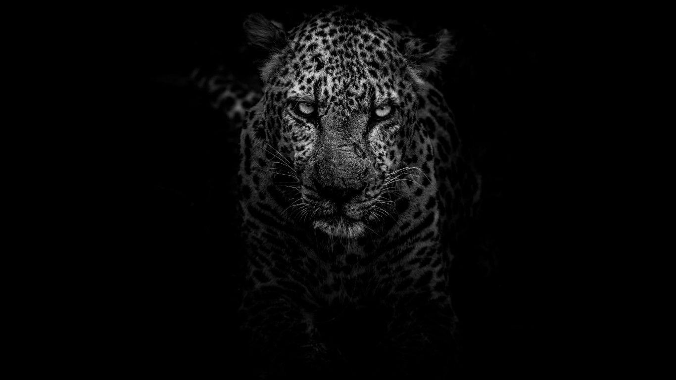 1366x768 Leopard Dark Monochrome 5k 1366x768 Resolution HD 4k
