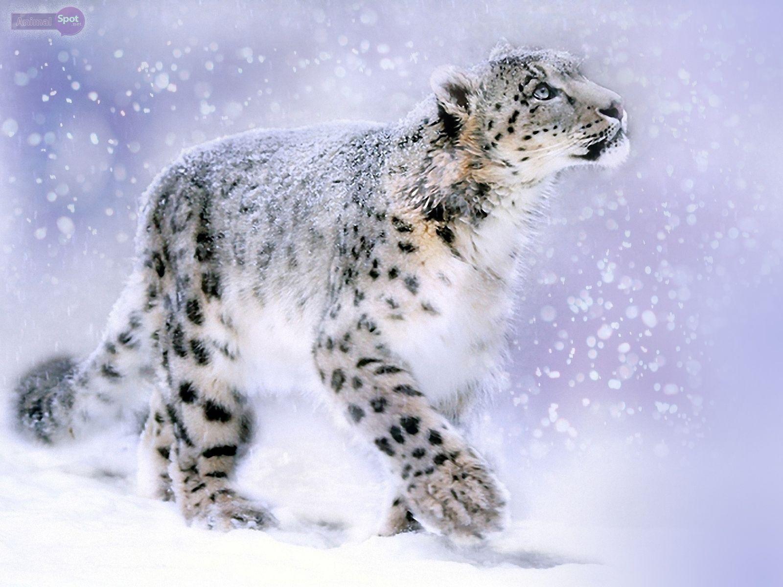 Cool Snow Leopard Wallpapers - Top Free Cool Snow Leopard Backgrounds