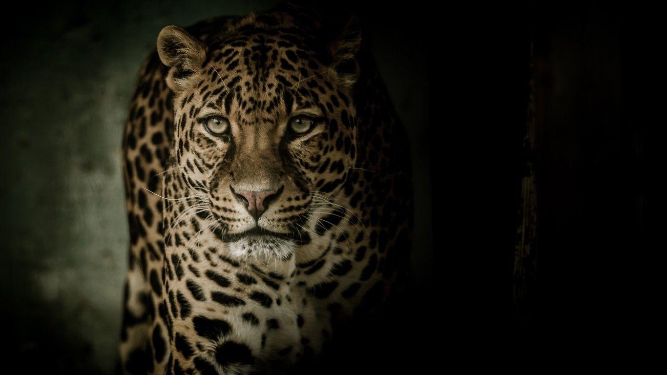 1366x768 Download 1366x768 Leopard, Wild, Predator, Big Cats Wallpaper