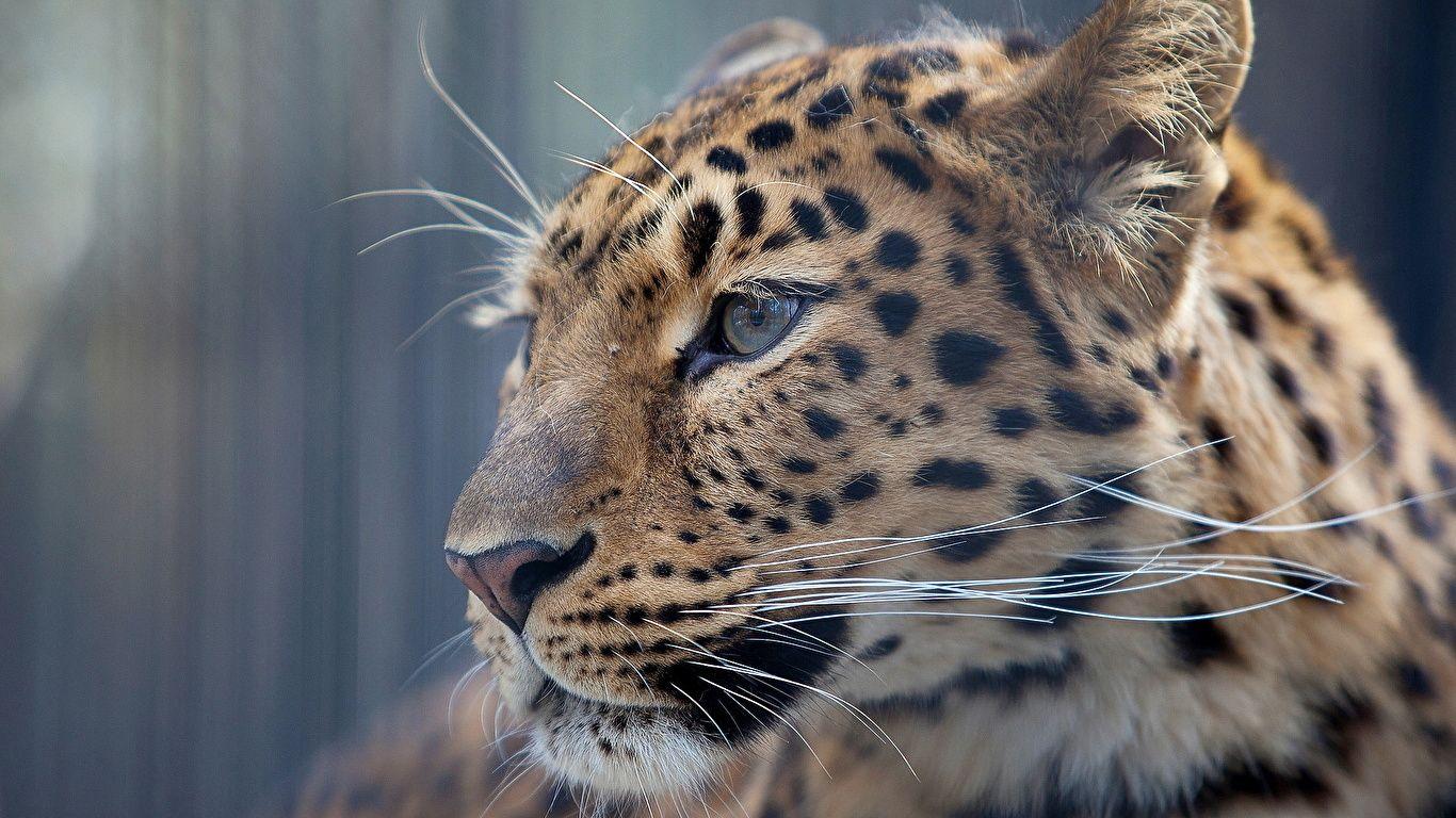 1366x768 Wallpaper Leopards Big cats Animals 1366x768