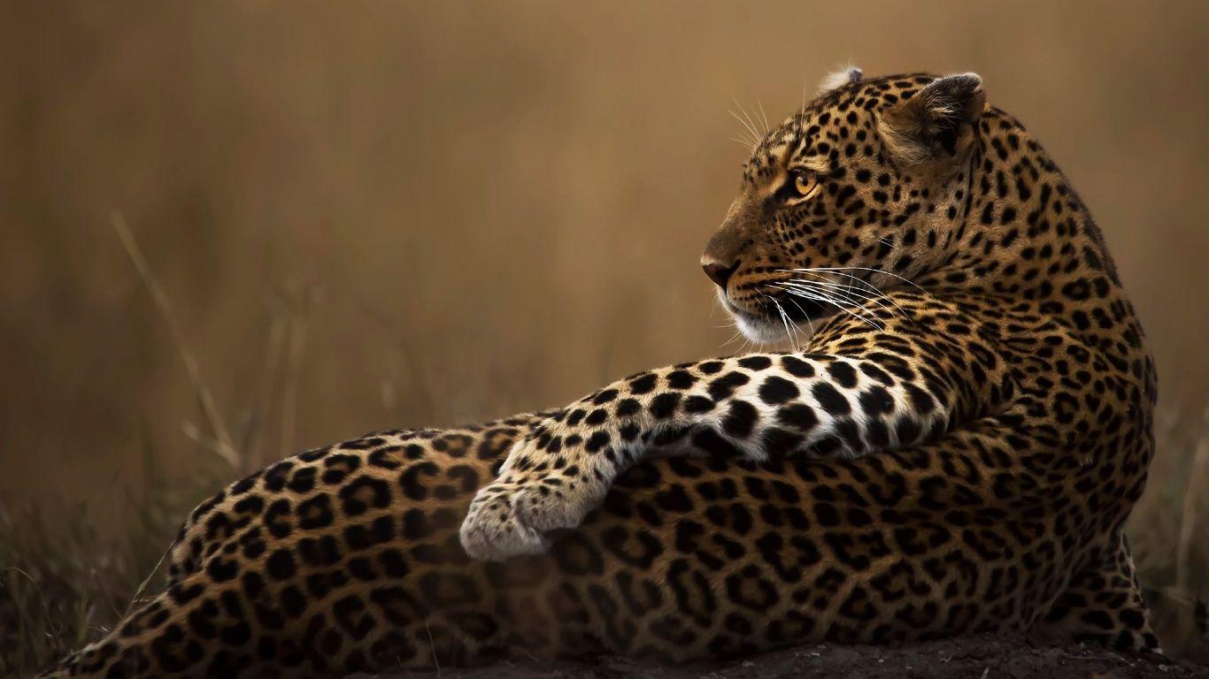 1366x768 Leopard Candid 1366x768 Resolution Wallpaper, HD Animals