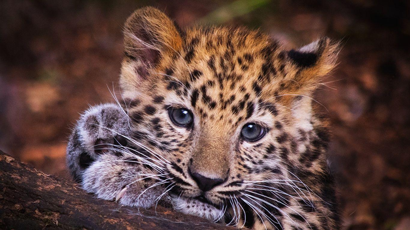 1366x768 Picture Leopards Cubs Snout Glance Animals 1366x768