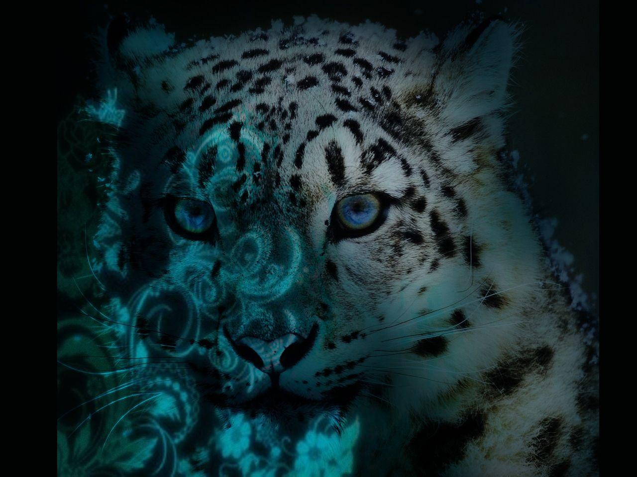 Cool Snow Leopard Wallpapers - Top Free Cool Snow Leopard Backgrounds