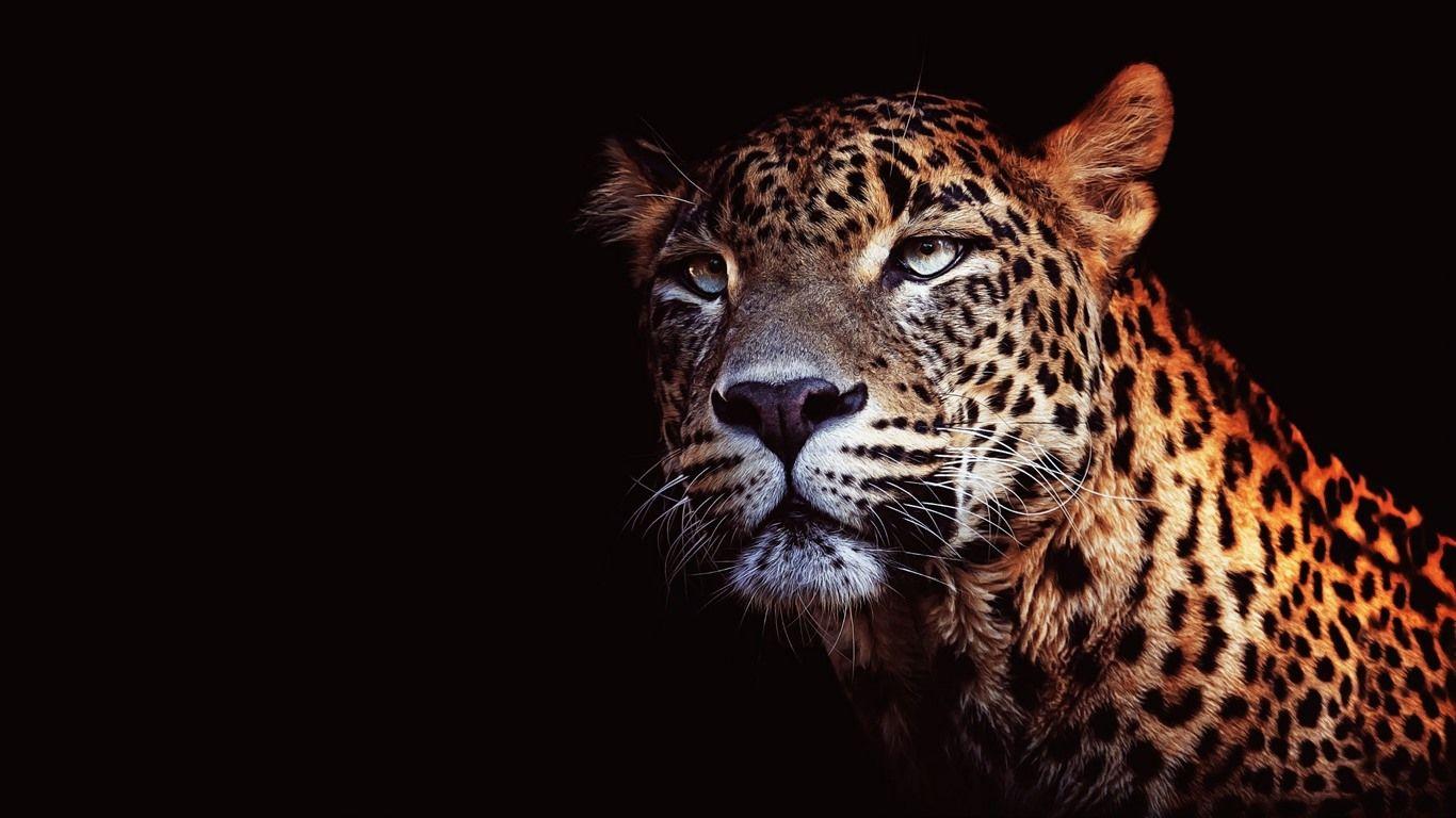 1366x768 Wallpaper Leopard, face, black background 1920x1200 HD Picture, Image