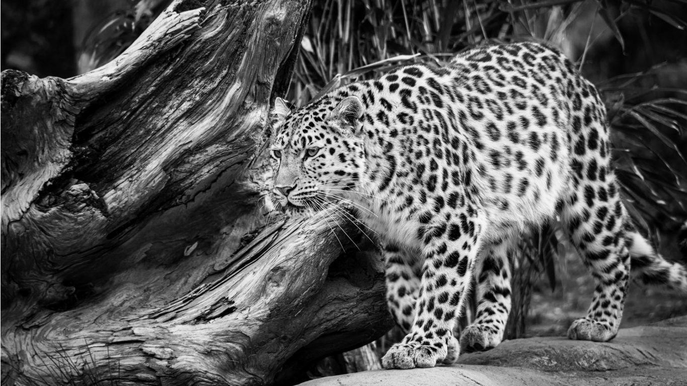 1366x768 Black And White Wild Leopard Wallpaper