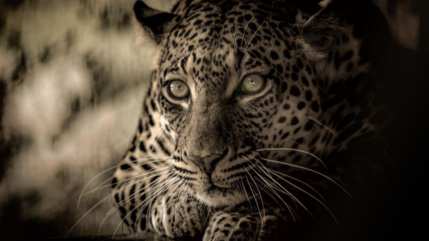 1366x768 Download 1366x768 wallpaper predator, calm and relaxed, wildlife