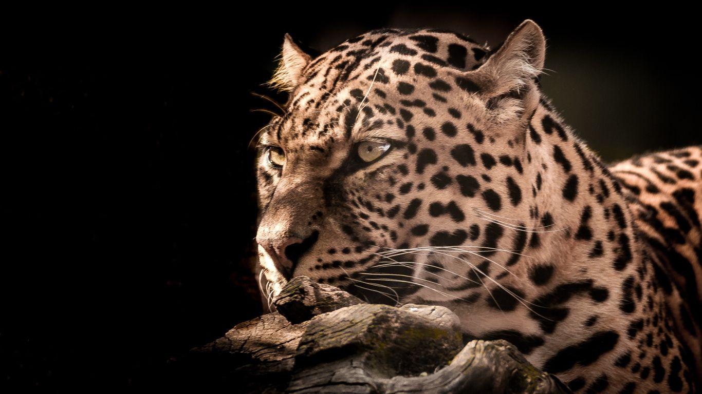 1366x768 Download 1366x768 wallpaper leopard, wildlife, wild cat, portrait