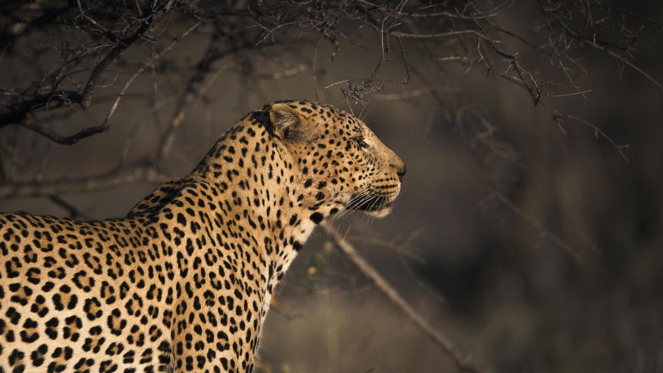 1366x768 Leopard 1366x768 Resolution HD 4k Wallpaper, Image
