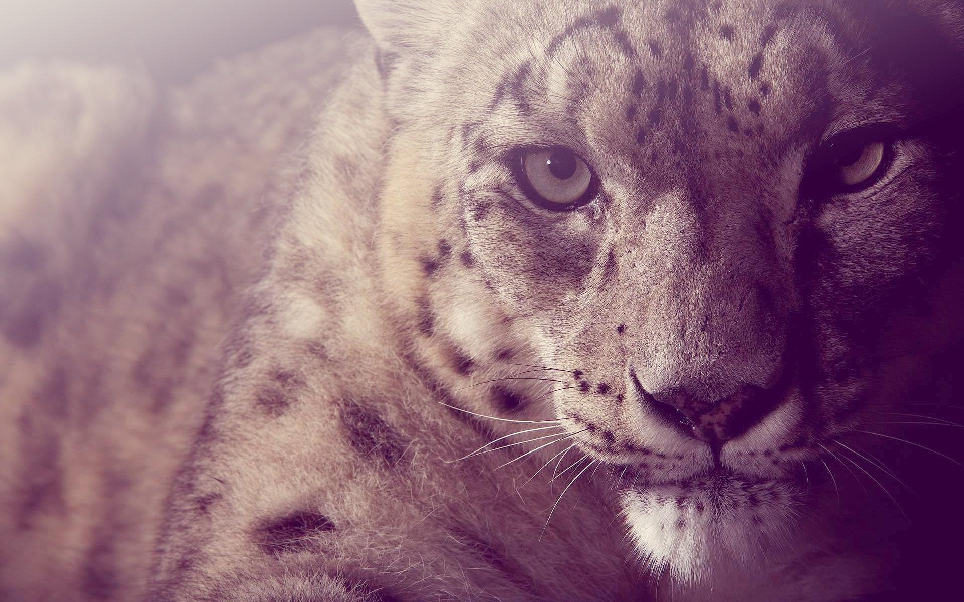 1920x1200 Snow Leopard wallpaper HD for desktop background
