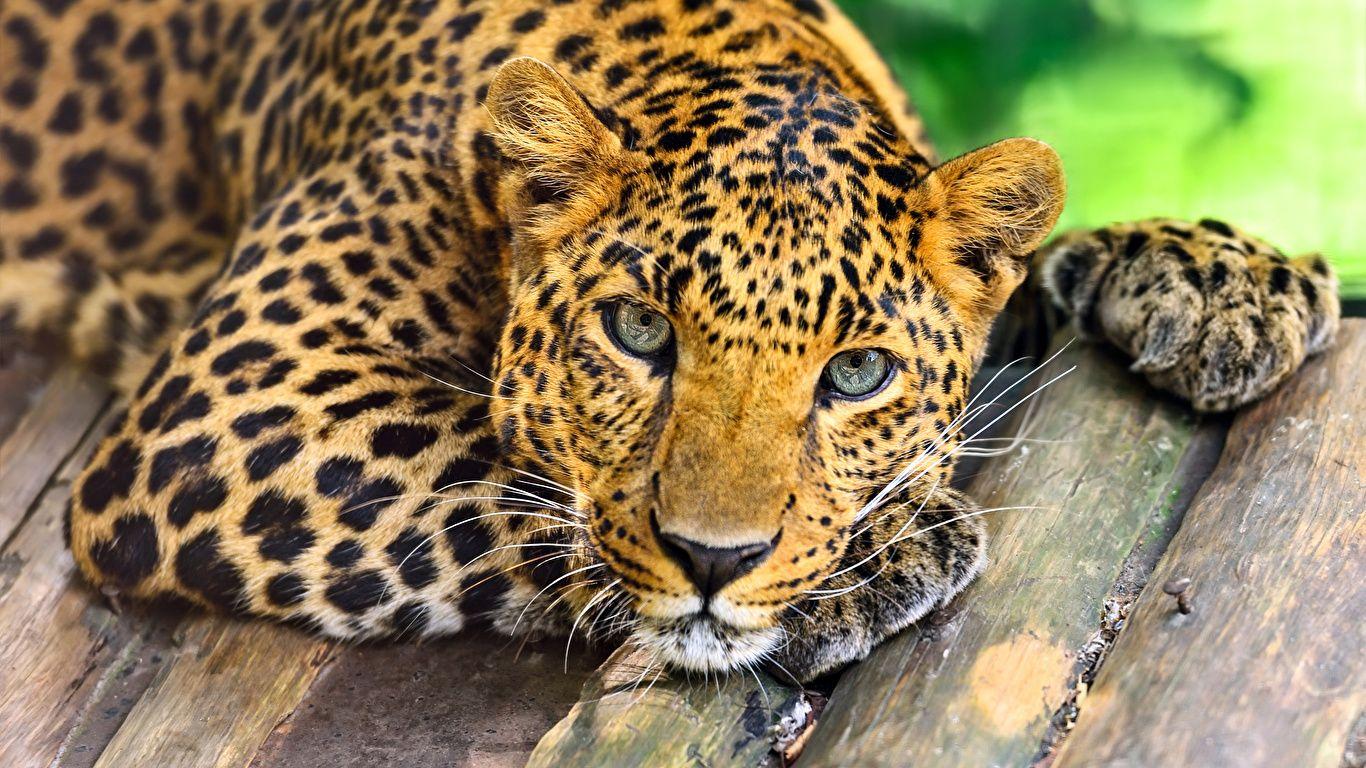 1366x768 Photos leopard Big cats Glance Animals Wood planks 1366x768