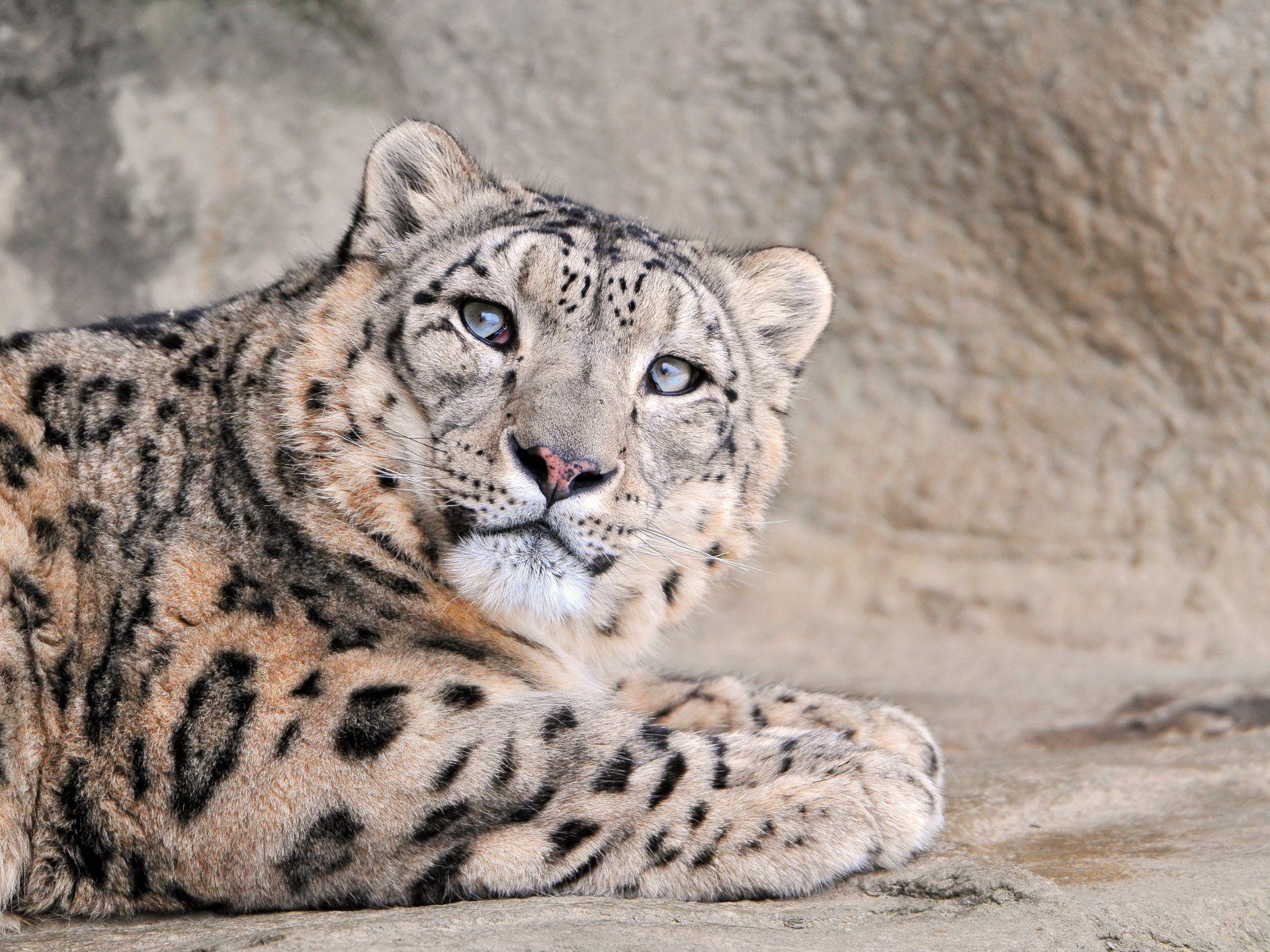 1366x768 Snow Leopard Wallpaper and Background Imagex768