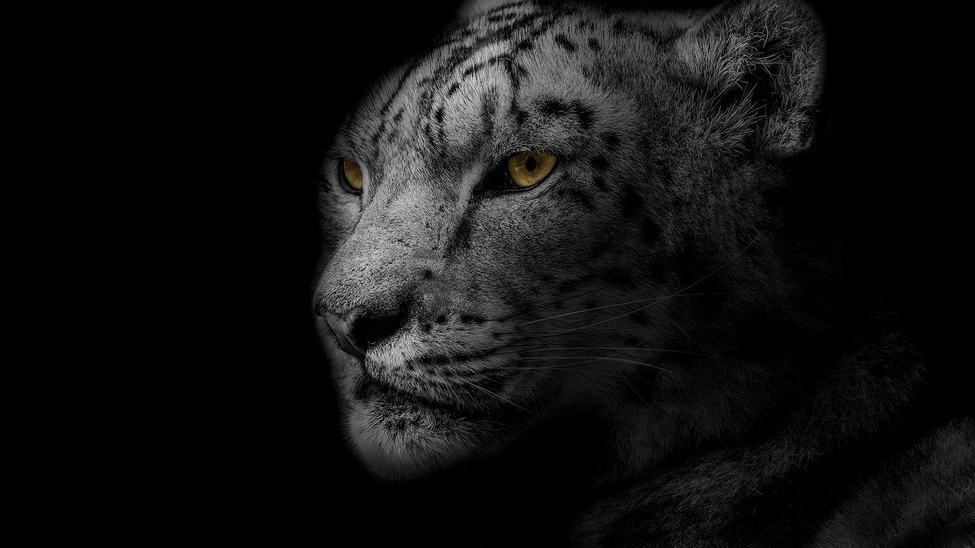 1366x768 Download wallpaper 1366x768 leopard, muzzle, predator, big cat