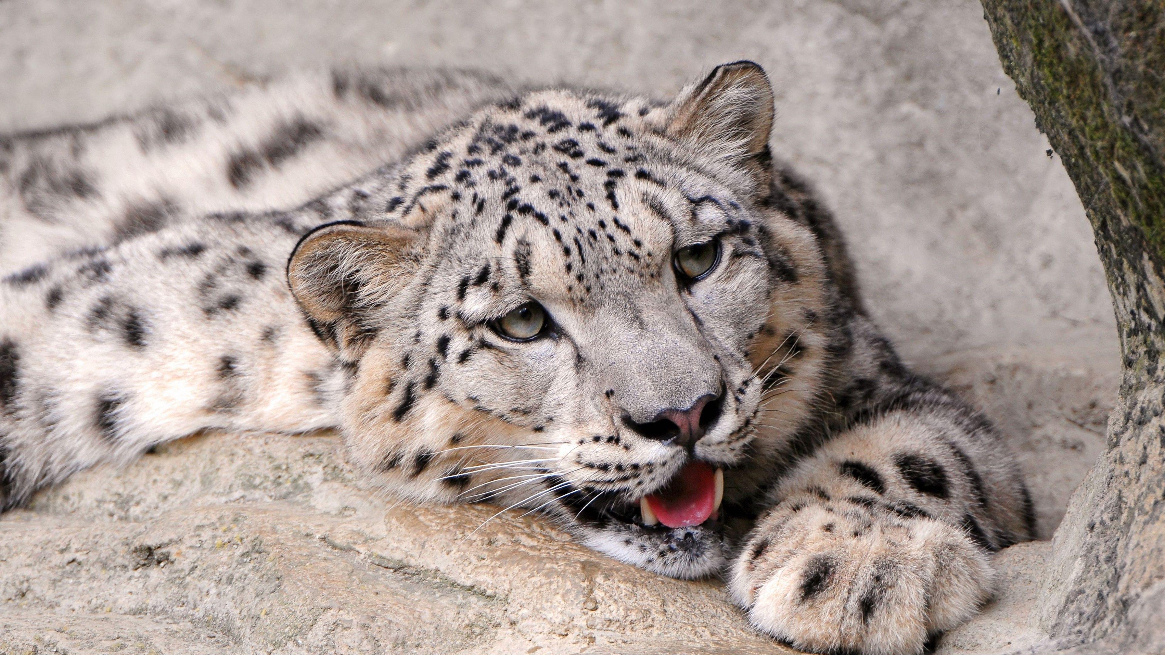 3840x2160 Snow Leopard 1366x768 Resolution HD 4k Wallpaper, Image, Background, Photo and Picture