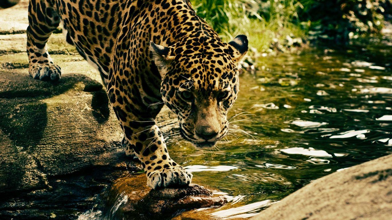 1366x768 Download wallpaper 1366x768 leopard, predator, water, big cat