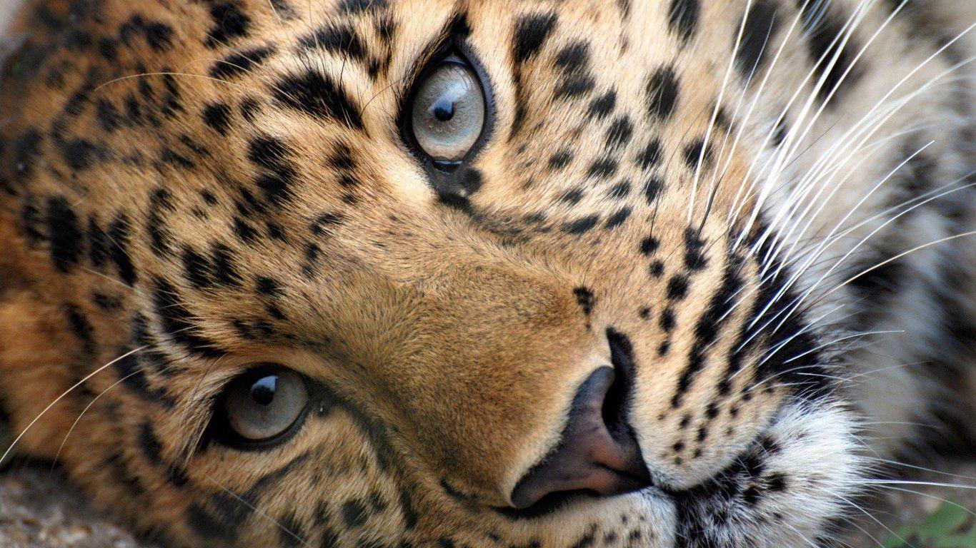 1366x768 Leopard Face 1366x768 Resolution HD 4k Wallpaper, Image
