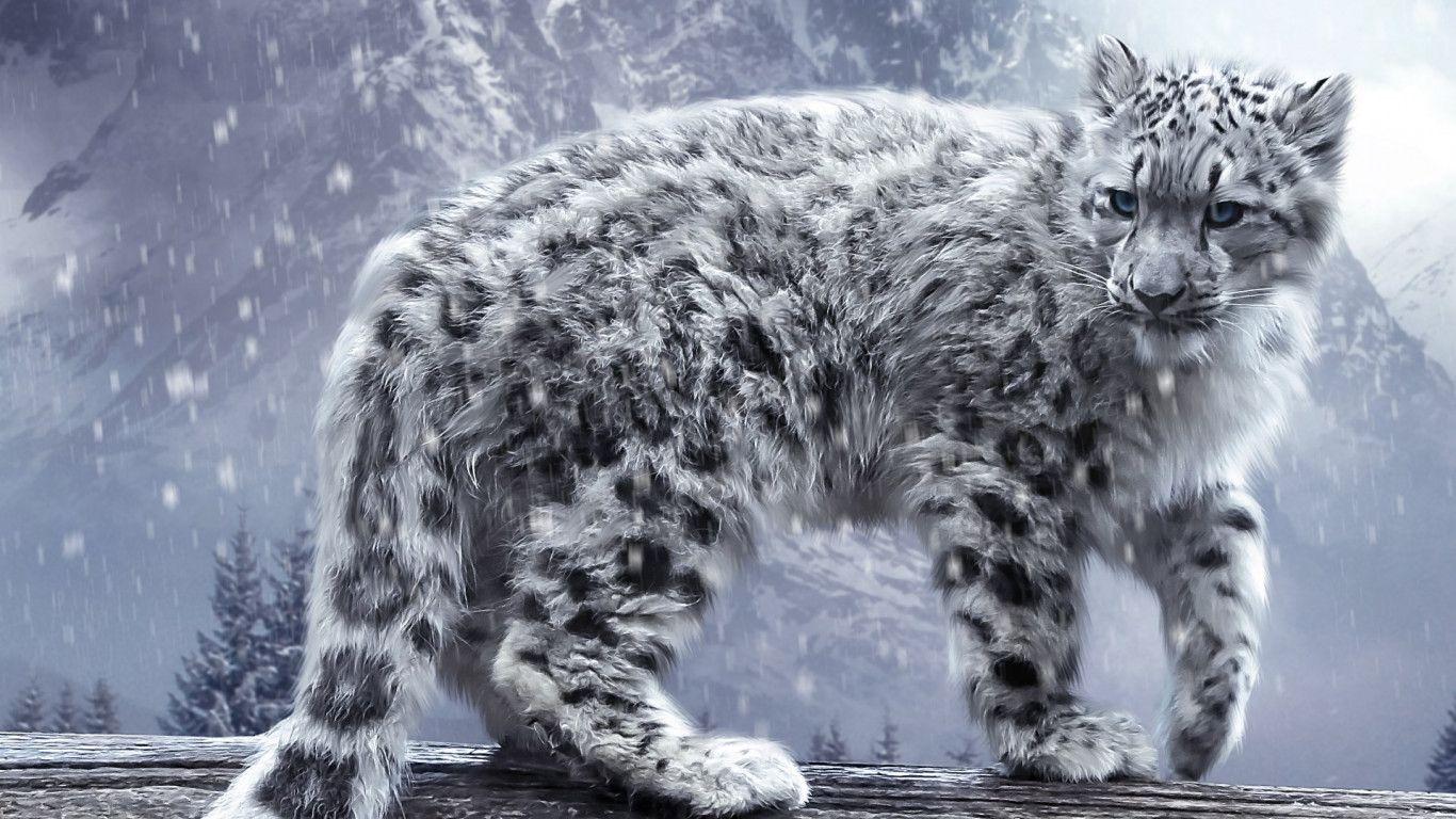 1366x768 Download wallpaper: Snow leopard 1366x768