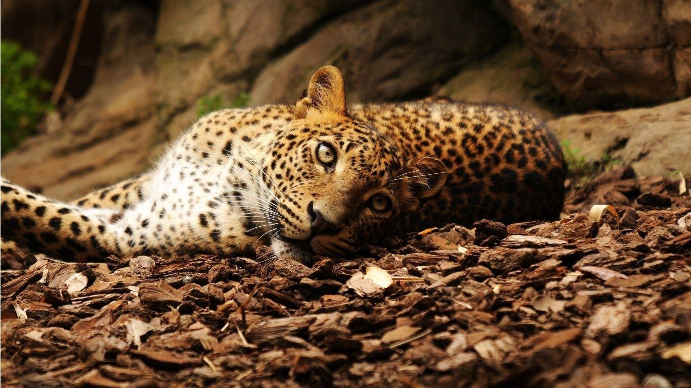 1366x768 Lazy Leopard Wallpaper
