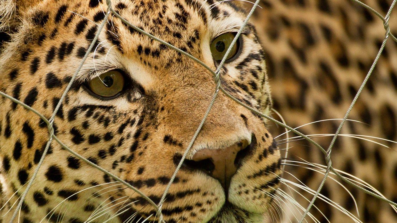 1366x768 Download wallpaper 1366x768 leopard, mesh, spotted, predator