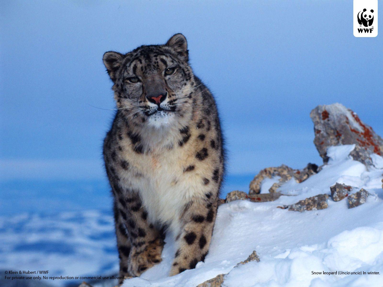 1600x1200 Snow leopard