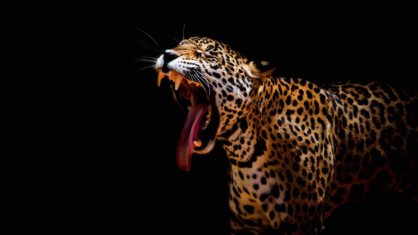 1366x768 Download Leopard, predator, yawning, dark wallpaper, 1366x768