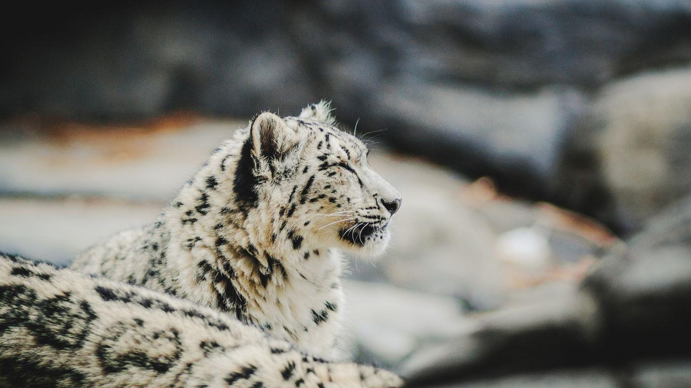 1366x768 Download 1366x768 wallpaper zoo, relaxed, snow leopard, predator