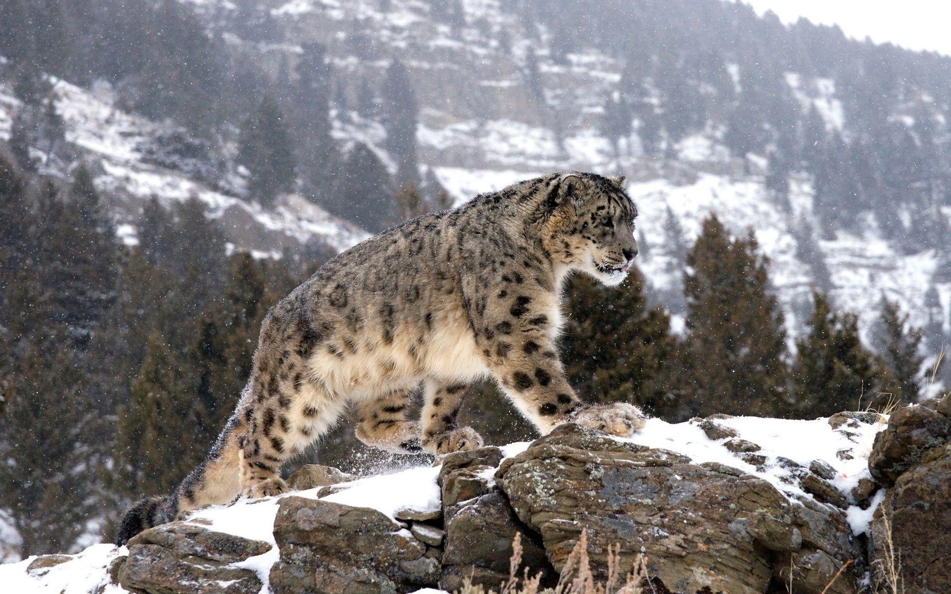 1920x1200 Full HDQ Snow Leopard Picture and Wallpaper Showcase