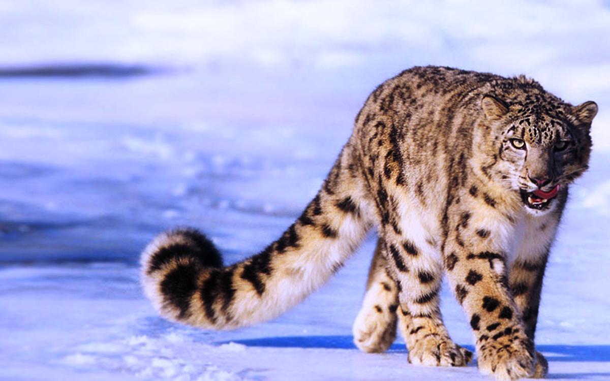 Cool Snow Leopard Wallpapers - Top Free Cool Snow Leopard Backgrounds