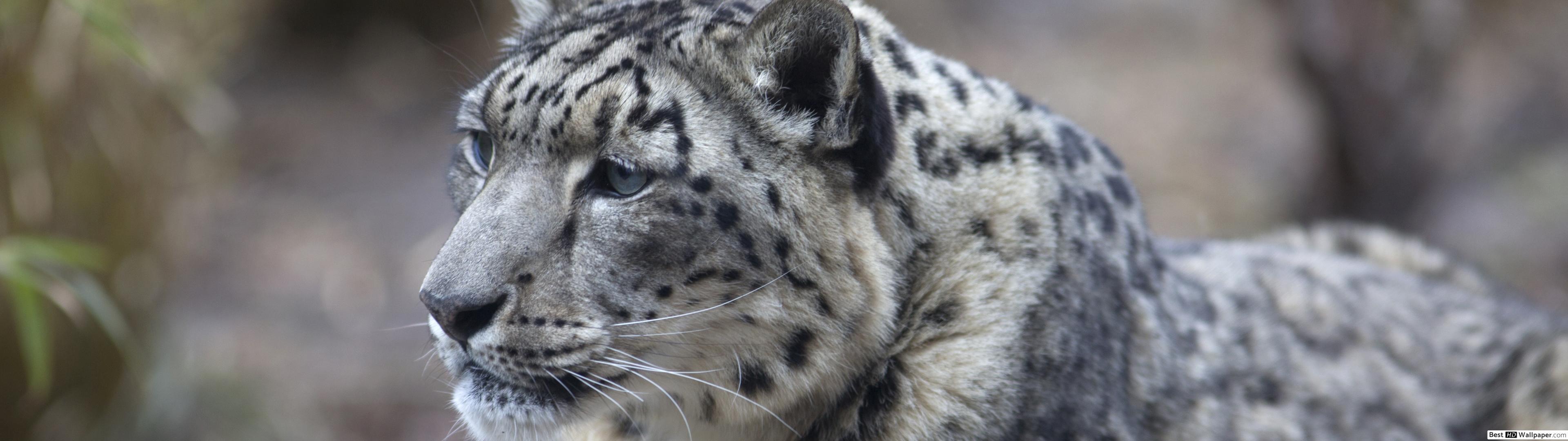 3840x1080 Snow Leopard HD wallpaper download