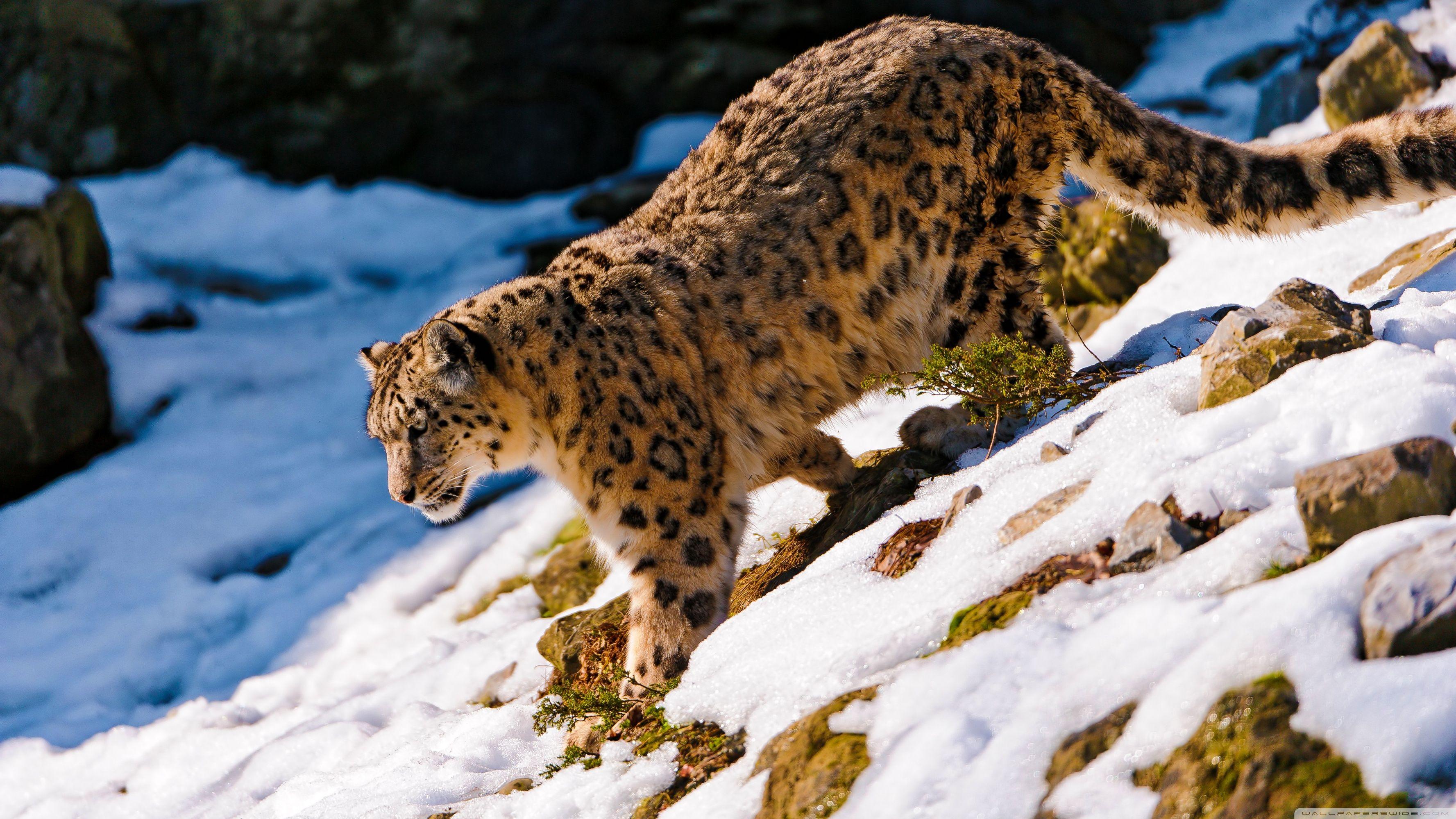 3554x1999 Uhd Leopard Image Hd, Download Wallpaper