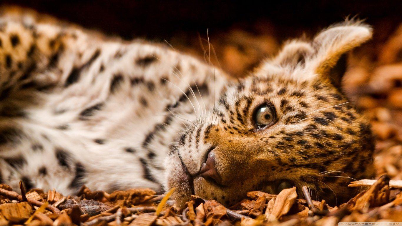 1366x768 Leopard Wallpaper and Background Imagex768