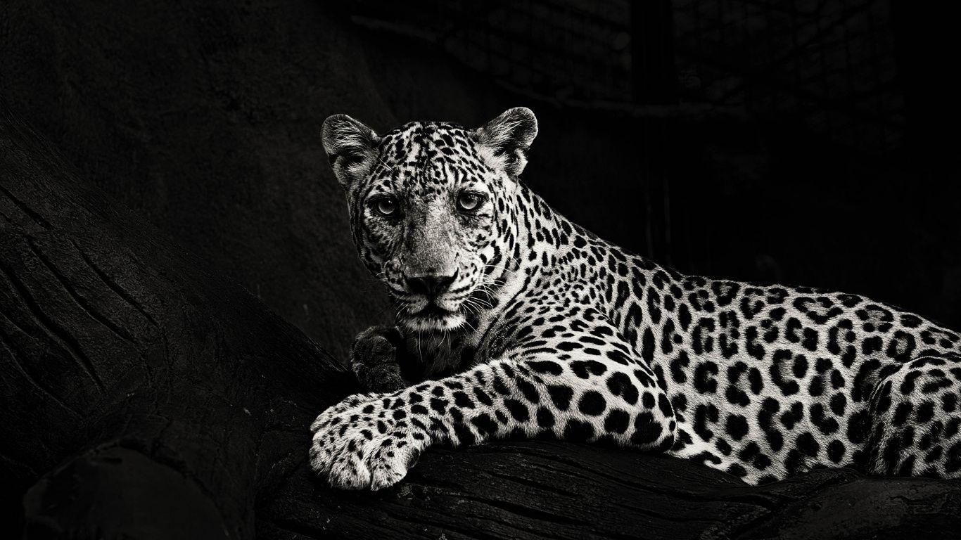 1366x768 Download Black and white, predator, Leopard wallpaper, 1366x768