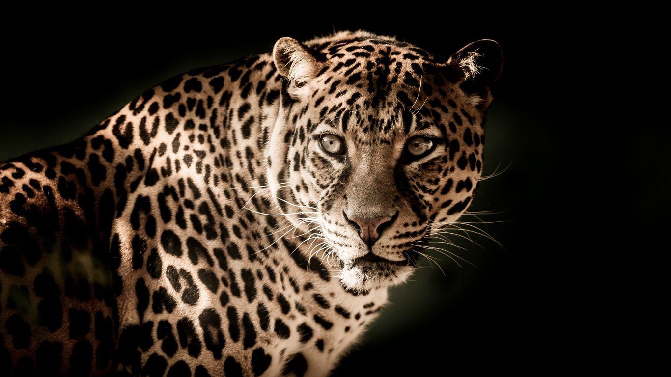 1366x768 Download wallpaper 1366x768 leopard, predator, muzzle, look tablet
