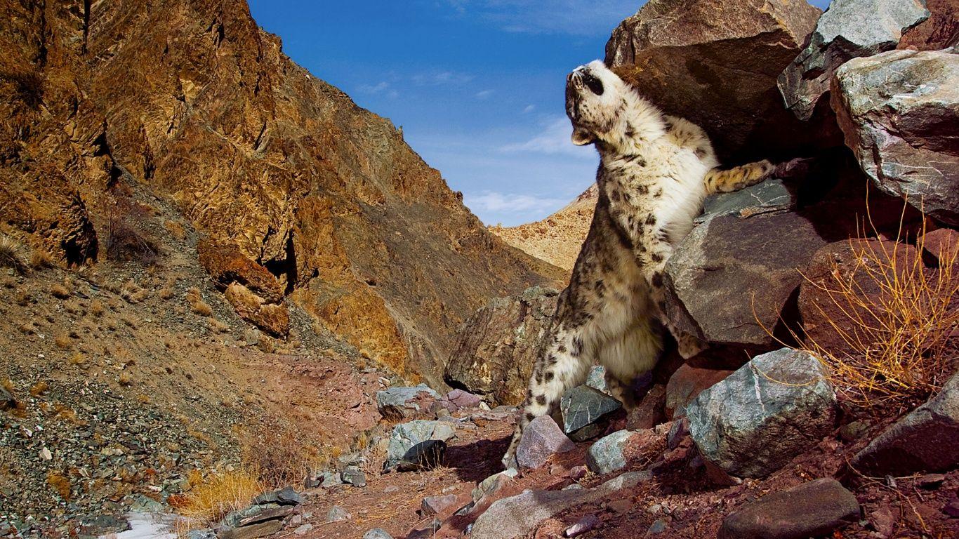 1366x768 Snow Leopard Scratch desktop PC and Mac wallpaper