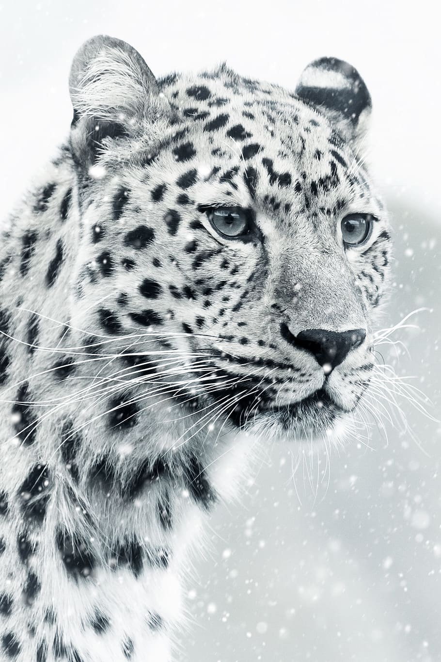910x1365 HD wallpaper: shallow focus on white snow leopard, cheetah, animal world, mammal