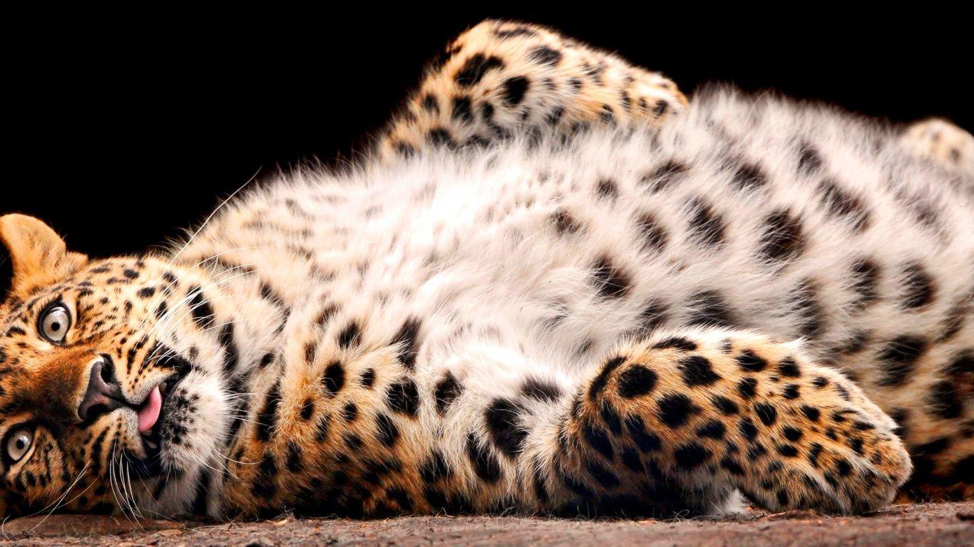 1366x768 Fluffy leopard wallpaperx768