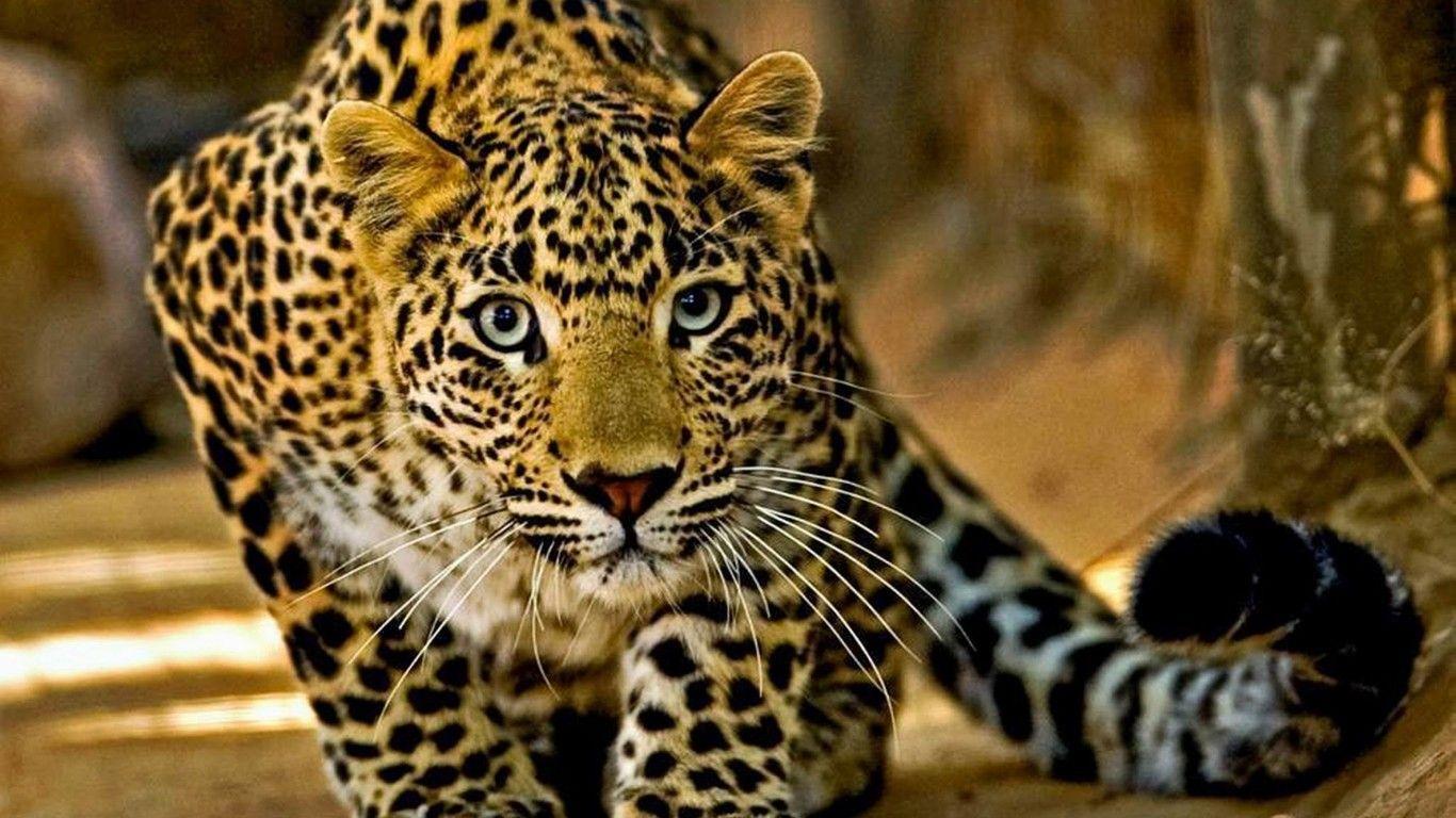 1366x768 Leopard Go Hunting HD Wallpaper :