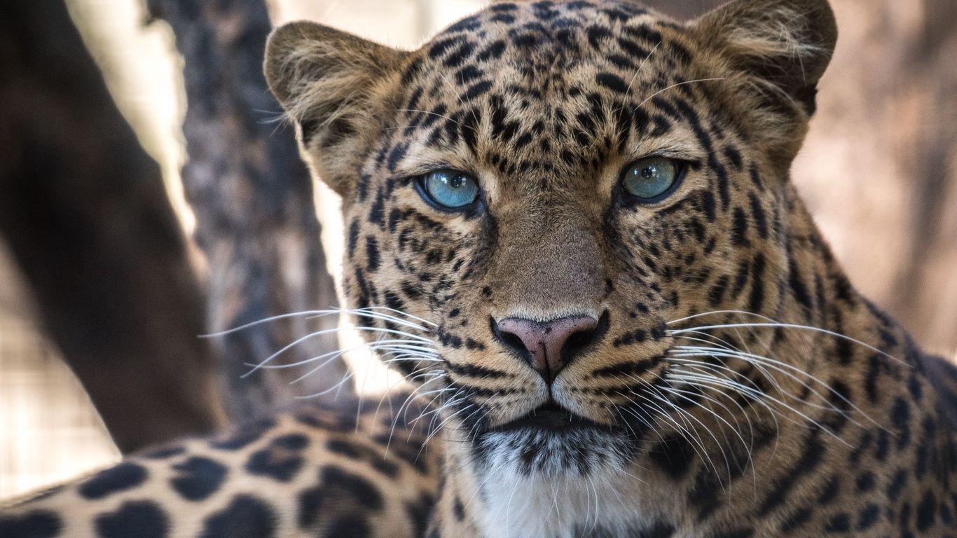 1366x768 Download wallpaper 1366x768 leopard, big cat, predator, sight