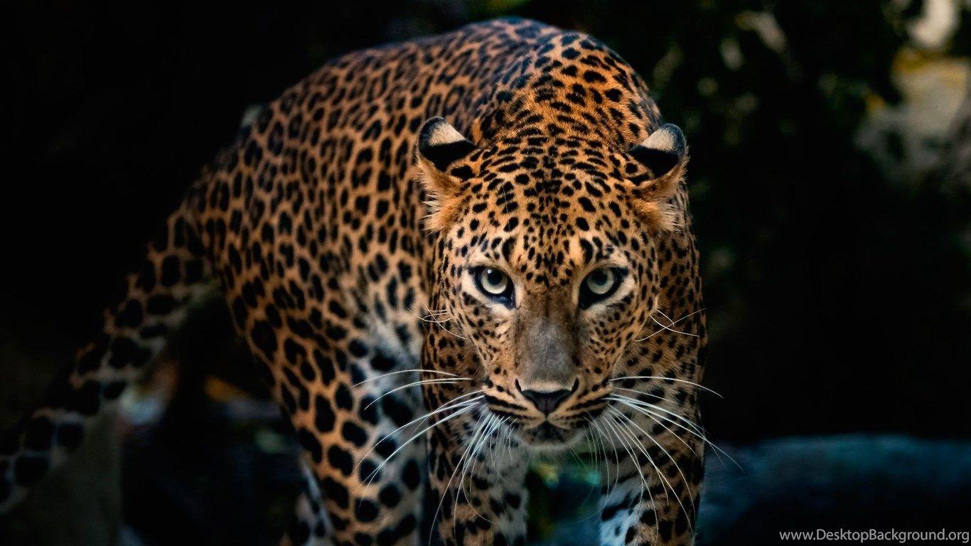 1366x768 Black Leopard Wallpaper. Desktop Background