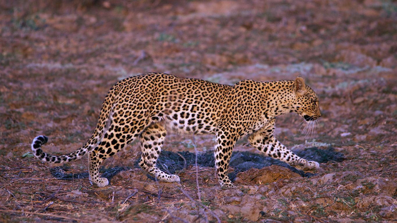 1366x768 Desktop Wallpaper Big cats Leopards Animals 1366x768