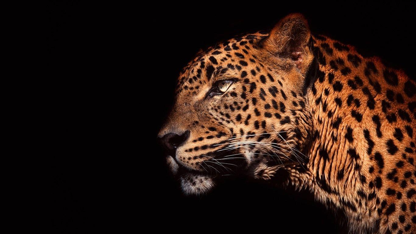 1366x768 Wallpaper Leopard side view, head, black background 1920x1200 HD