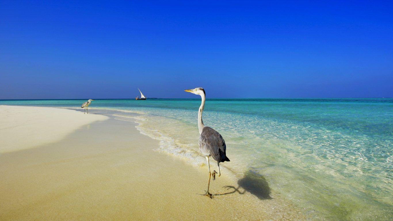 1366x768 Beaches: Japan Okinawa Sky Beach Wallcoo Sea Nature Beaches Free