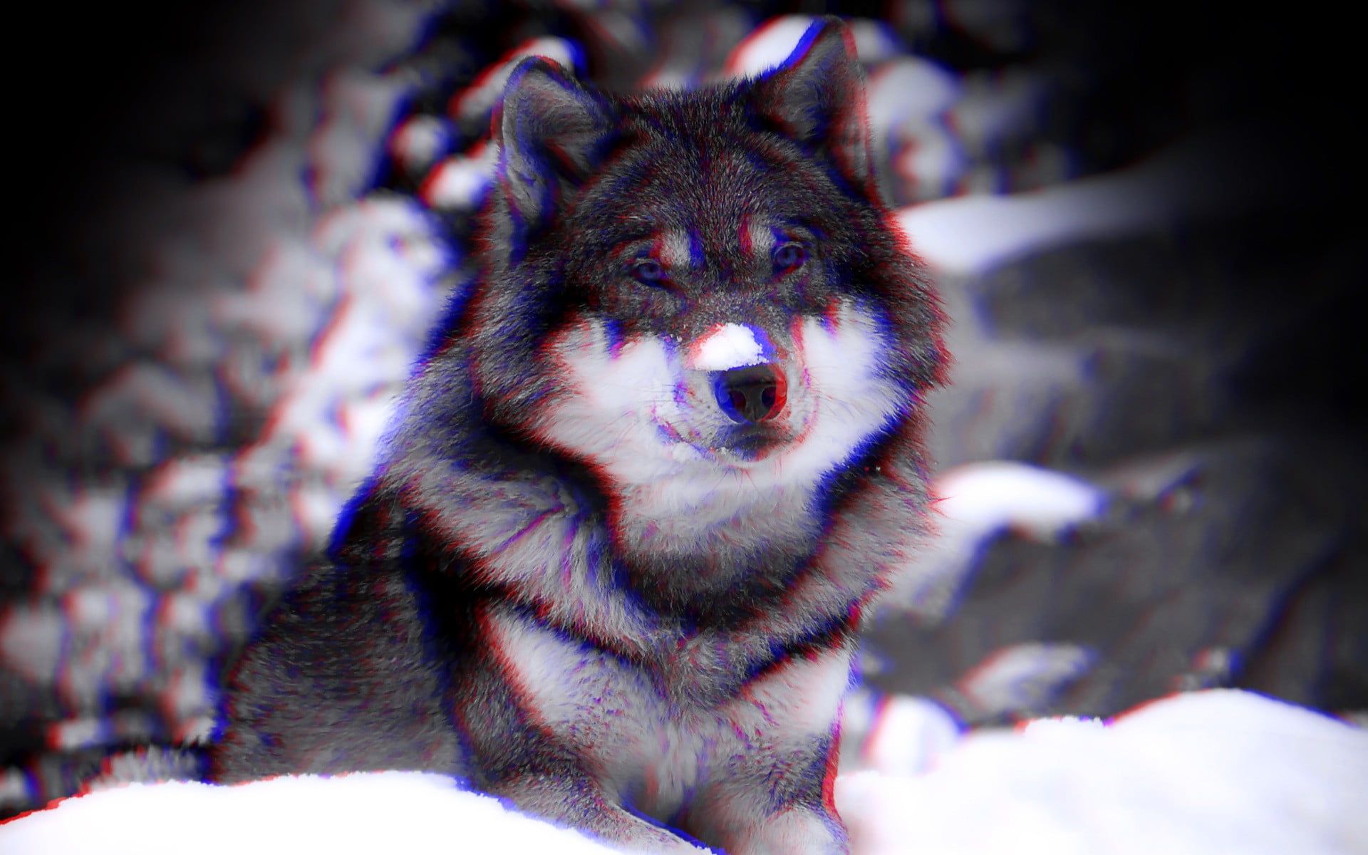 1920x1200 Gray and white wolf, anaglyph 3D, wolf, animals HD wallpaper