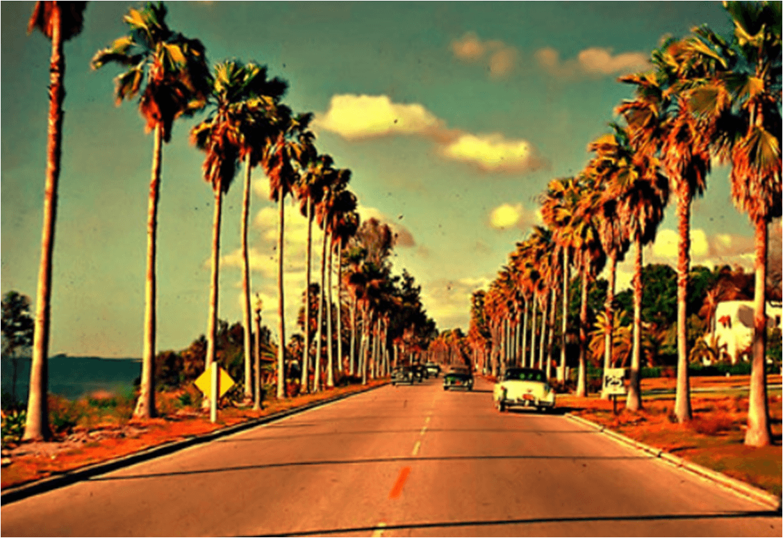 1127x774 Tumblr Photography California Palm Trees hình nền máy tính 1127 x